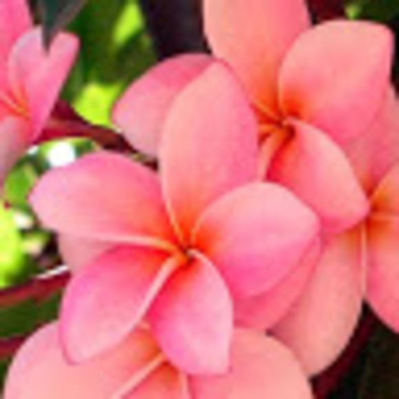 Meet your Posher, Hila - Picture 1 of 1